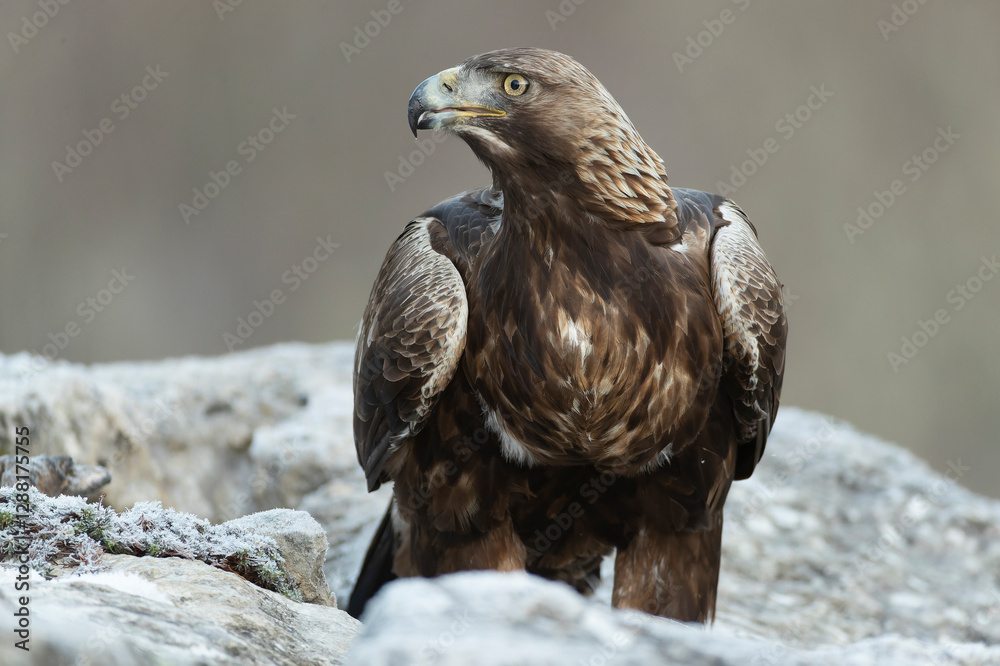 Fototapeta premium Golden Eagle in a mountain area within its territory on a cold winter day with the first light of sunrise