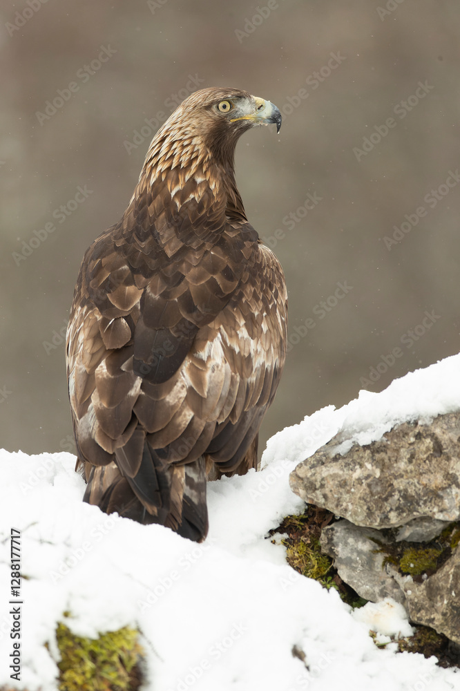 Fototapeta premium Golden eagle male in a high mountain area with lots of snow with the first light of a very cold January morning
