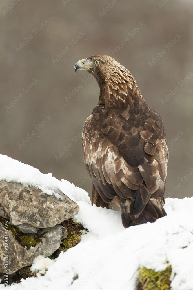 Fototapeta premium Adult male Golden Eagle in a high mountain area on a snowy and cold winter day with the morning lights