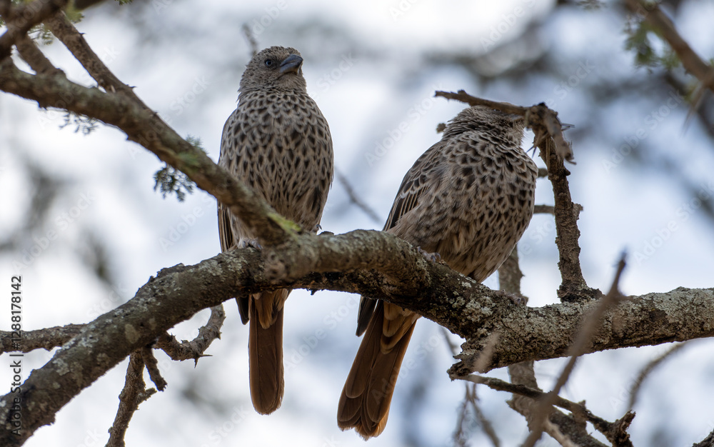 In the afternoon sun, two beautiful Spotted Birds are perched on a tree branch gracefully Serengeti Tanzania Africa