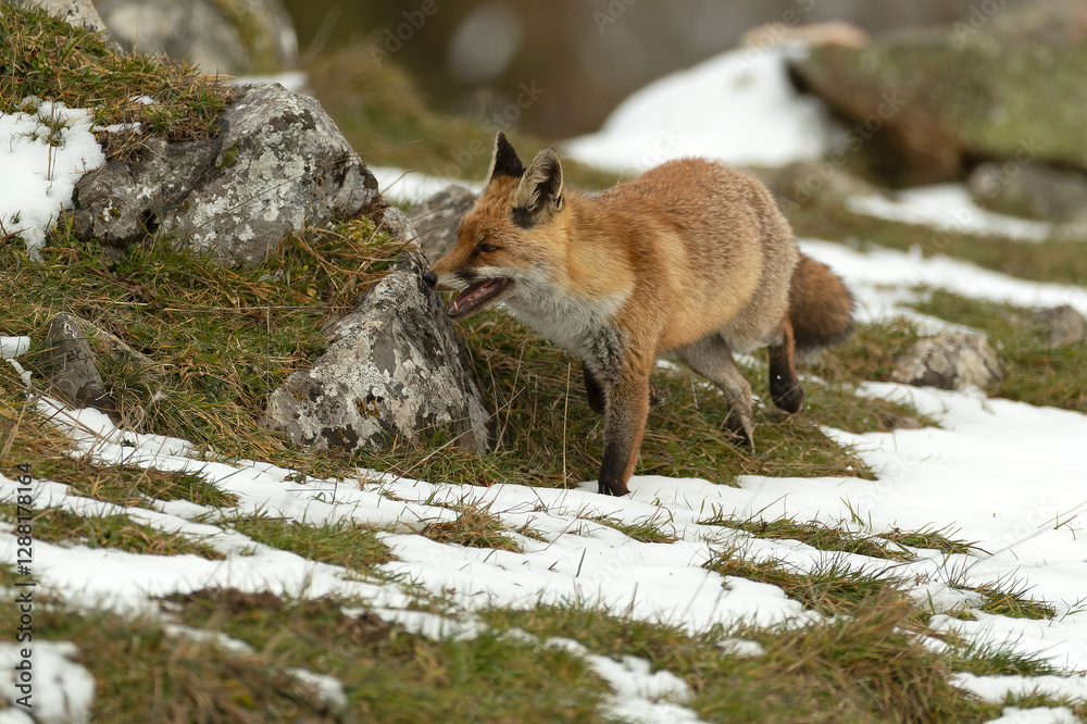 Naklejka premium Red fox roaming its territory in a high mountain area with lots of snow on a cold January day