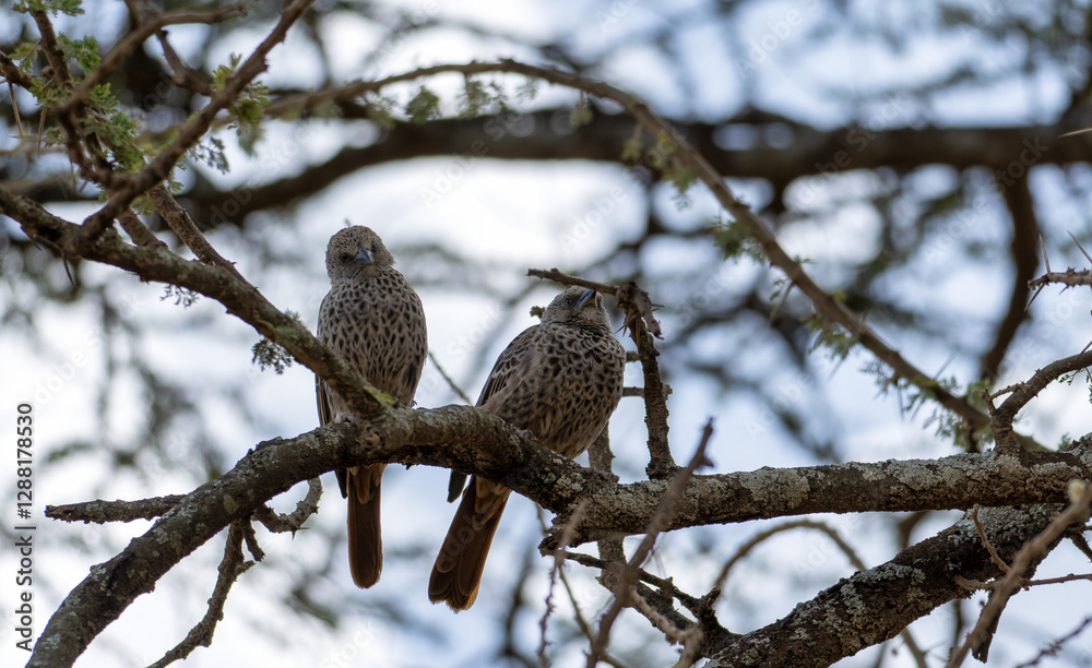 Two beautiful birds are perched peacefully on a branch under the bright blue sky above Serengeti Tanzania Africa Two beautiful birds are perched peacefully on a branch under the bright blue sky above Serengeti Tanzania Africa