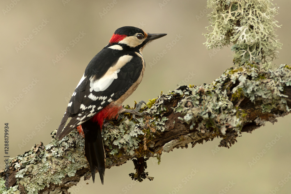Male Great spotted woodpecker searching for food in an oak tree in a Eurosiberian forest in winter at first light Male Great spotted woodpecker searching for food in an oak tree in a Eurosiberian forest in winter at first light