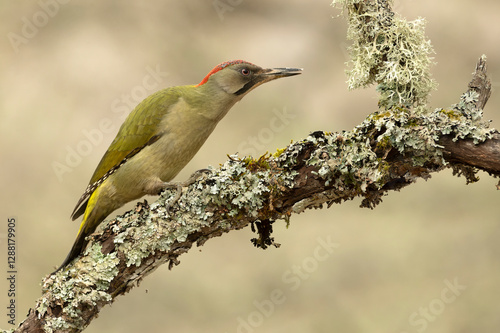 Female Green Woodpecker in a Eurosiberian forest in winter at first light photo
