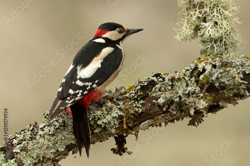 Male Great spotted woodpecker searching for food in an oak tree in a Eurosiberian forest in winter at first light photo