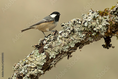 Coal tit in the last light of the evening in a Eurosiberian forest of beech, oak and fir trees photo