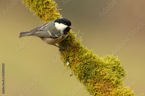 Coal tit in the last light of the evening in a Eurosiberian forest of beech, oak and fir trees photo