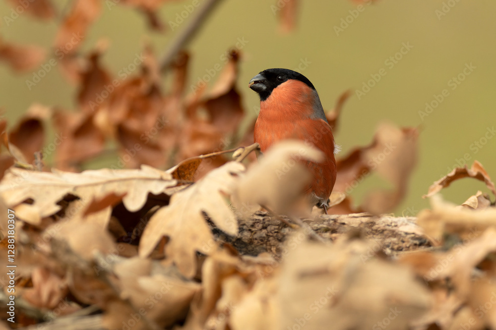 Male Eurasian bullfinch in a Eurosiberian beech and oak forest in the last light of a winter day