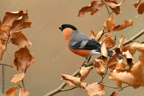 Obraz na płótnie Male Eurasian bullfinch in a Eurosiberian beech and oak forest in the last light of a winter day w salonie
