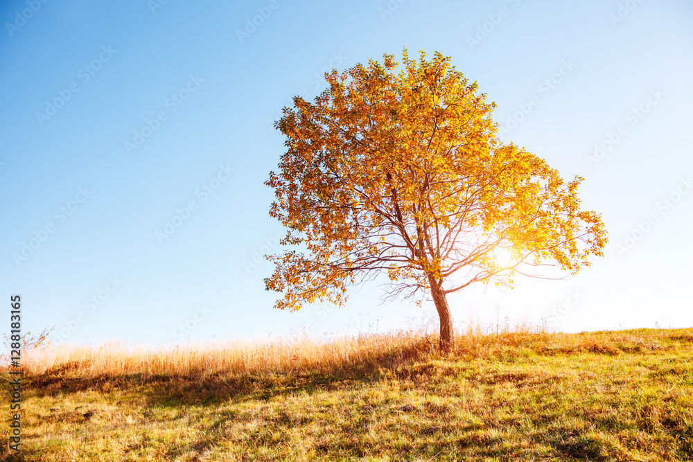 A lonely autumn tree in a meadow, sunlight breaks through its branches. A lonely autumn tree in a meadow, sunlight breaks through its branches.