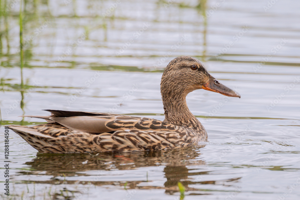 Wild duck female or mallard - Kaczka krzyżówka samica - Anas platyrhynchos - Duck swimming on the lake Wild duck female or mallard - Kaczka krzyżówka samica - Anas platyrhynchos - Duck swimming on the lake