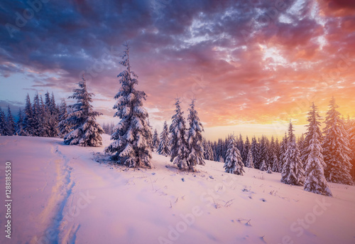 Spectacular winter sunset in the mountains with frosty fir trees. photo