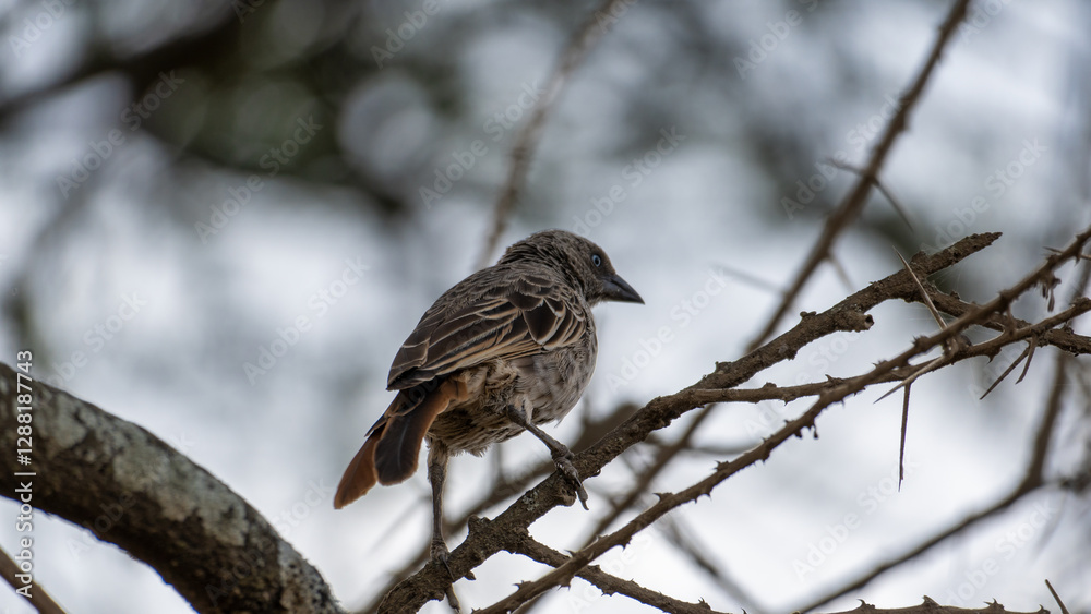 A beautiful bird resting elegantly on a thorny branch found in the vibrant tapestry of nature Serengeti Tanzania Africa A beautiful bird resting elegantly on a thorny branch found in the vibrant tapestry of nature Serengeti Tanzania Africa