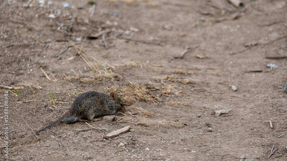 Obraz premium A small rodent is scurrying on the ground in its natural habitat, showcasing its active lifestyle Serengeti Tanzania Africa