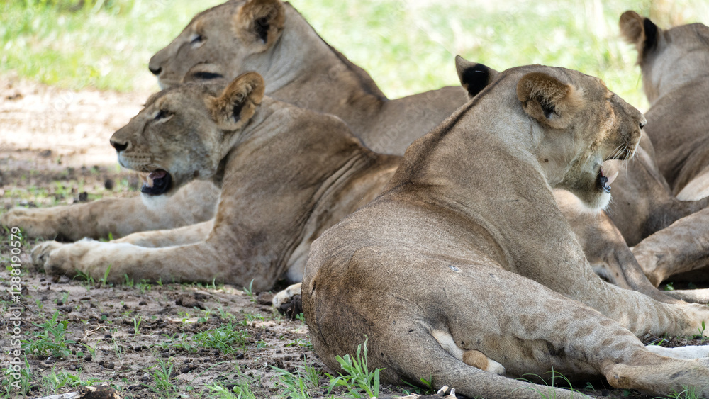 A Serene Group of Lions Calmly Relaxing in the Beautiful Wilderness of Africas Savanna Tarangire Tanzania Africa A Serene Group of Lions Calmly Relaxing in the Beautiful Wilderness of Africas Savanna Tarangire Tanzania Africa