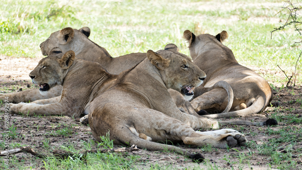 Fototapeta premium Prowling Pride Lions Resting Together in the Gorgeous Savannah of Africas Wilderness Tarangire Tanzania Africa