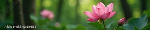 Soft petals unfurl in hues of blush pink amidst forest foliage, nature, forest bloom, flora