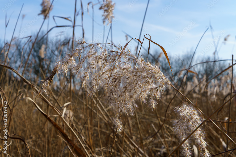 Obraz premium Feathery Grass Seed Heads in Nuthe-Nieplitz Nature Park, Germany