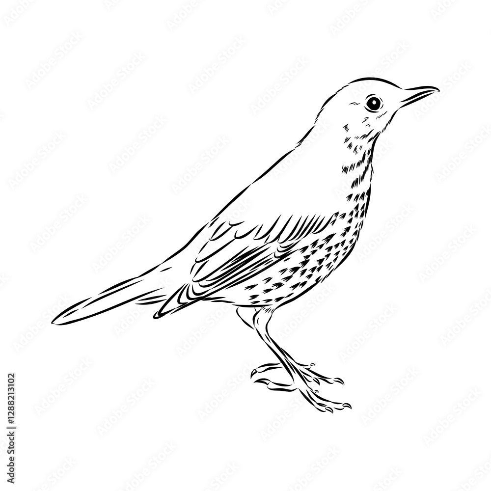 Fototapeta premium Australian blackbird, vector sketch Blackbird illustration