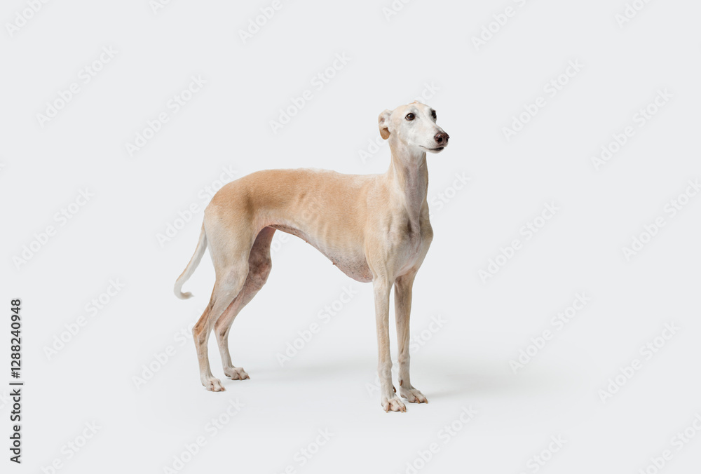 Portrait of a Galgo Spanish Greyhound dog Portrait of a Galgo Spanish Greyhound dog