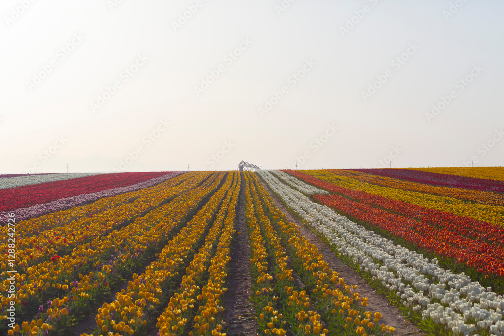 Tulip fields in Konya Tulip fields in Konya