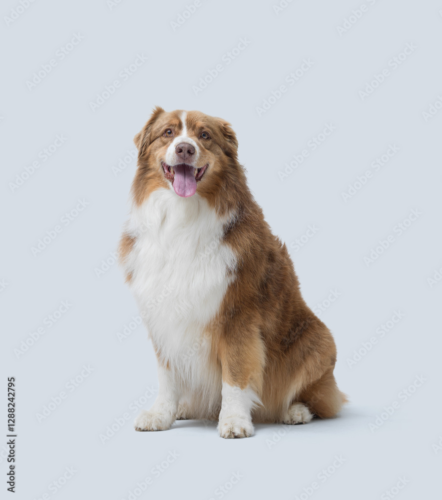 Fototapeta premium Cute Australian Sheperd sitting and posing