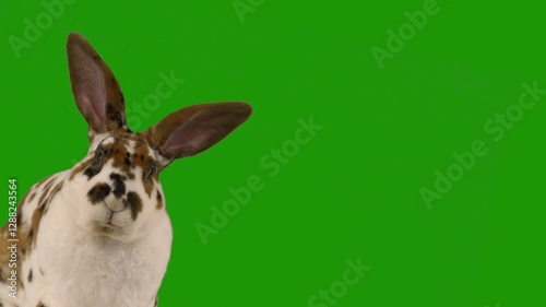 beautiful easter talking bunny on green screen