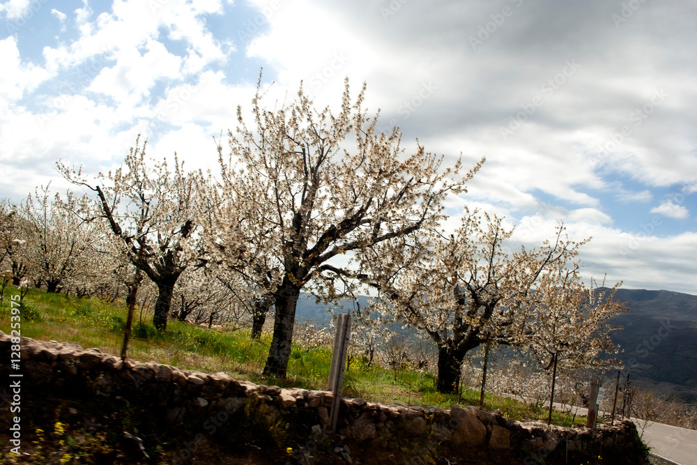 The flowering of cherry trees in the Jerte Valley is an impressive natural spectacle that occurs every spring. Every year flowering is expected to begin in the second half of March, as long as tempera The flowering of cherry trees in the Jerte Valley is an impressive natural spectacle that occurs every spring. Every year flowering is expected to begin in the second half of March, as long as tempera