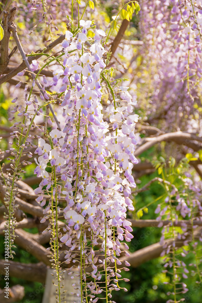 closeup of blooming wisteria in spring. lush twig. purple pink flowers hanging on the branch. floral background of botanical park on a sunny day