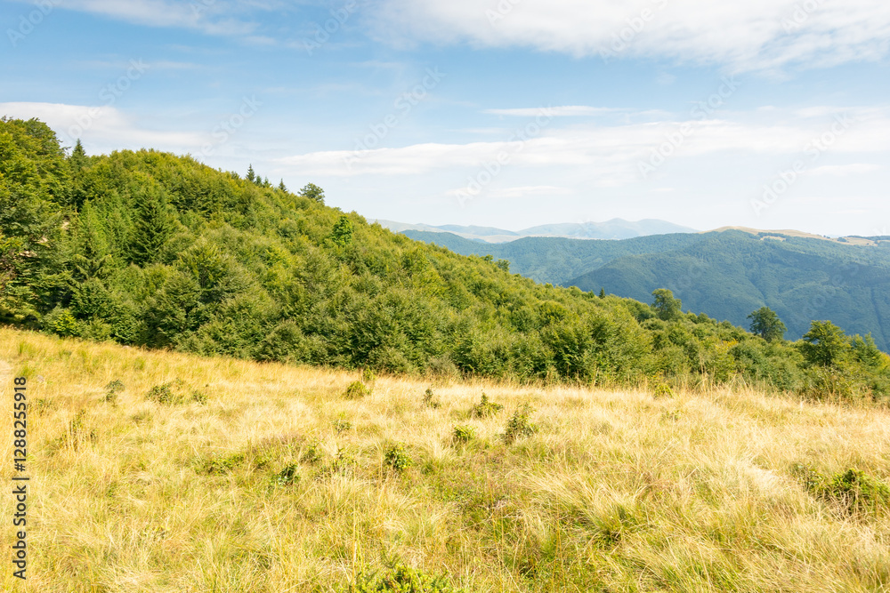 landscape of carpathian mountains in late summer. alpine scenery with primeval beech forest behind the grassy meadow beneath a cloudy sky at high noon. spectacular travel destination of ukraine