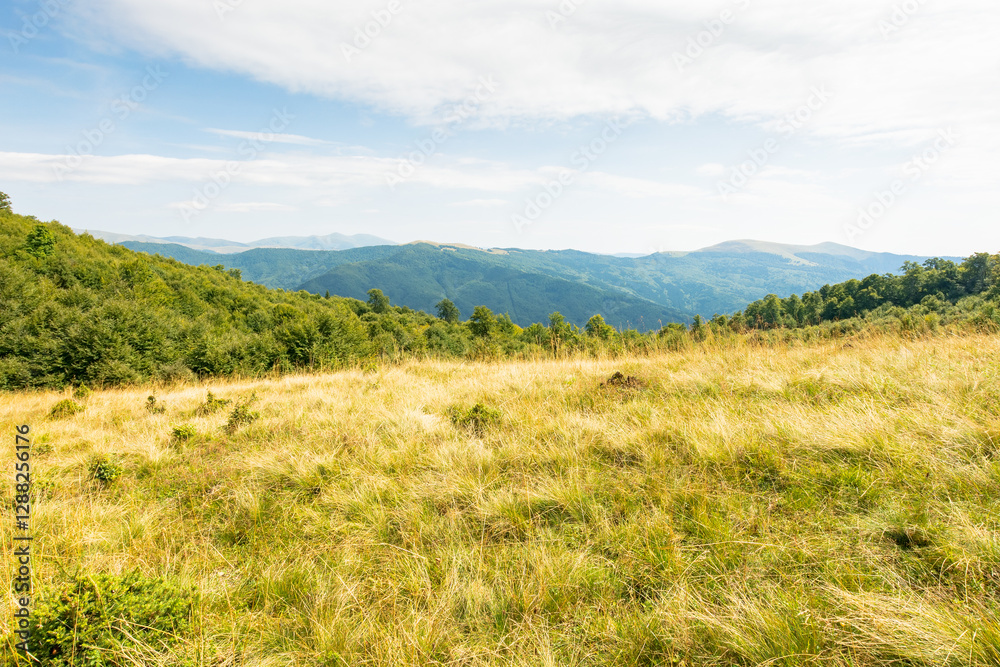 landscape of carpathian mountains in late summer. alpine scenery with primeval beech forest behind the grassy meadow beneath a cloudy sky at high noon. green tourism in europe