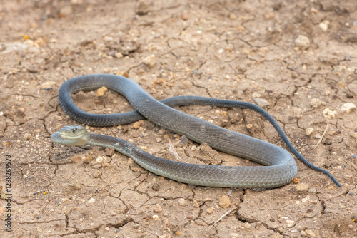 A highly venomous black mamba (Dendroaspis polylepis) in the bushveld on a hot summer’s day