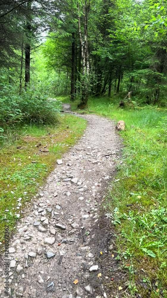 Vertical video. Personal POV walking footpath in forest in summer. Vertical video. Personal POV walking footpath in forest in summer.