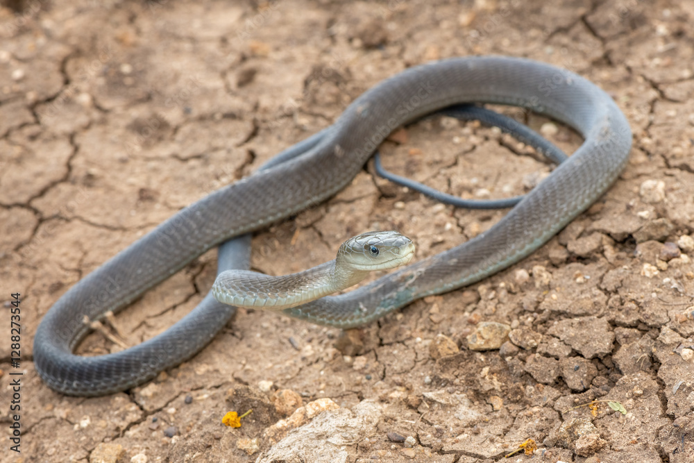 A highly venomous black mamba (Dendroaspis polylepis) in the bushveld on a hot summer’s day A highly venomous black mamba (Dendroaspis polylepis) in the bushveld on a hot summer’s day