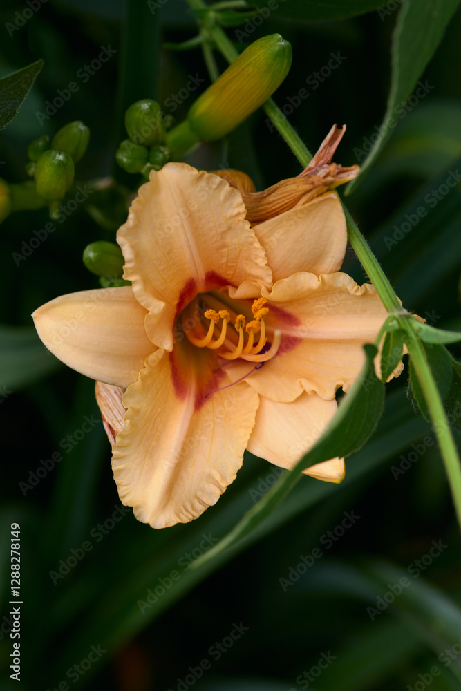 Fototapeta premium A vibrant orange daylily displays its intricate petals and stamens surrounded by lush green foliage on a sunny day in a garden.