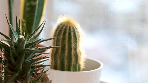 Cacti and succulents - home plants on the windowsill