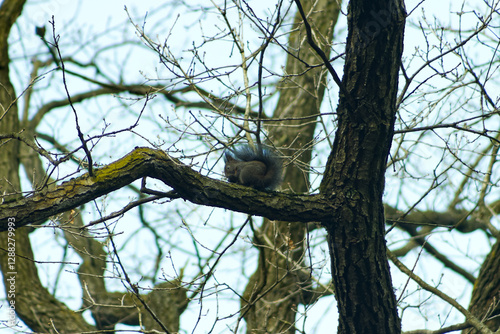 Squirrel on a tree branch. Squirrel on a leafless branch. Squirrel on a tree in winter time. Squirrel, long tail, rodent, cute.