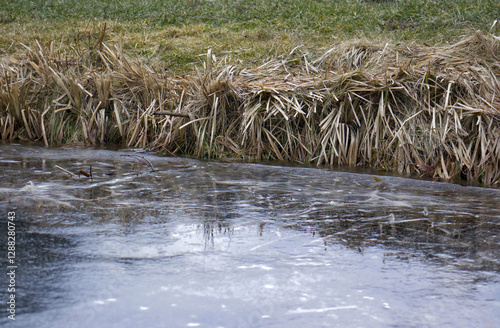 Detail of the frozen surface of a garden pond. Frozen water surface. Tall grass on the shore of a pond. Winter season, cold weather, pond, tall grass.