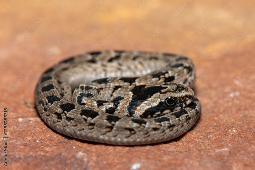 Fototapeta premium A cute juvenile rhombic night adder (Causus rhombeatus) in the wild