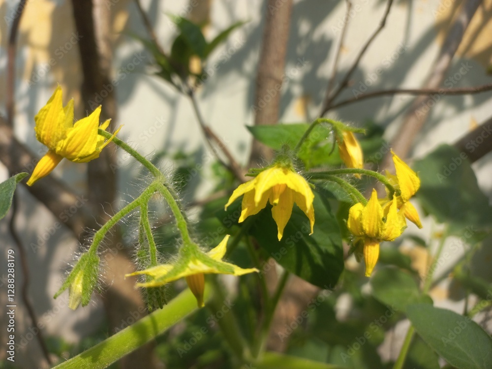 Yellow tomato flower on plant,Flowers and plants with unripe tomatoes,Yellow tomato flower,Tomato plant with green tomatoes,Small tomato plant blooming in the garden and tomatoes with flowers. Yellow tomato flower on plant,Flowers and plants with unripe tomatoes,Yellow tomato flower,Tomato plant with green tomatoes,Small tomato plant blooming in the garden and tomatoes with flowers.