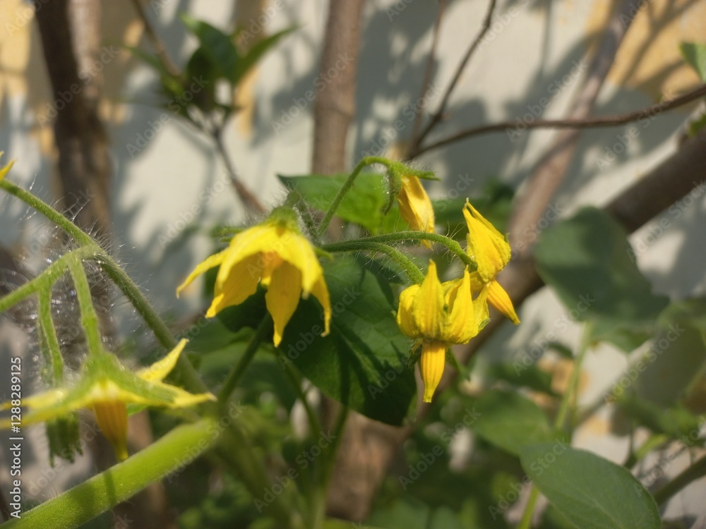 Yellow tomato flower on plant,Flowers and plants with unripe tomatoes,Yellow tomato flower,Tomato plant with green tomatoes,Small tomato plant blooming in the garden and tomatoes with flowers. Yellow tomato flower on plant,Flowers and plants with unripe tomatoes,Yellow tomato flower,Tomato plant with green tomatoes,Small tomato plant blooming in the garden and tomatoes with flowers.