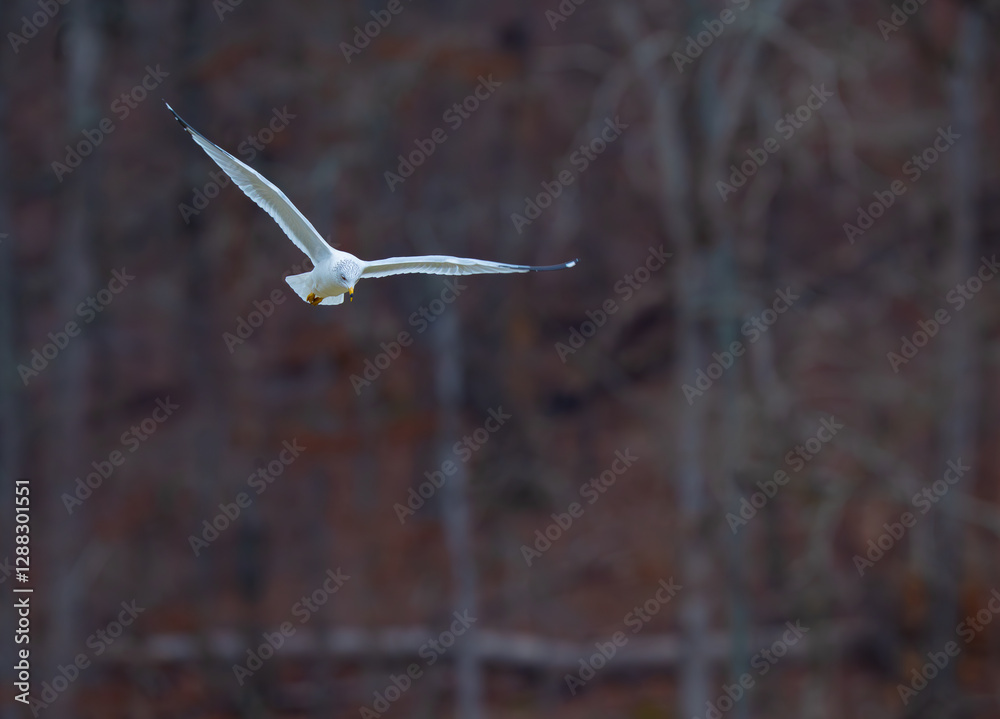 Ring-billed gull, Larus delawarensis, in flight banking towards the camera with its wings spread wide, Chickamauga Lake, Tennessee Ring-billed gull, Larus delawarensis, in flight banking towards the camera with its wings spread wide, Chickamauga Lake, Tennessee
