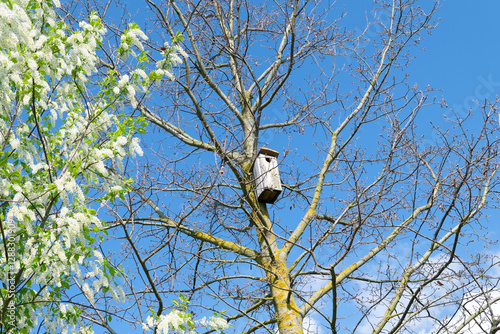 Leafless maple tree with bird house on branch and blooming bird cherry tree in springtime, scenic spring view with bird house on tree branches under blue sky on sunny day, amazing spri photo