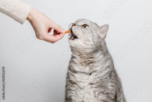 Tabby cat is opening his mouth to eat dry meat treat. Woman is giving treat for cat, cat feeding, white background