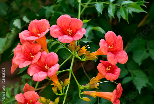 orange ornamental tree flowers photos