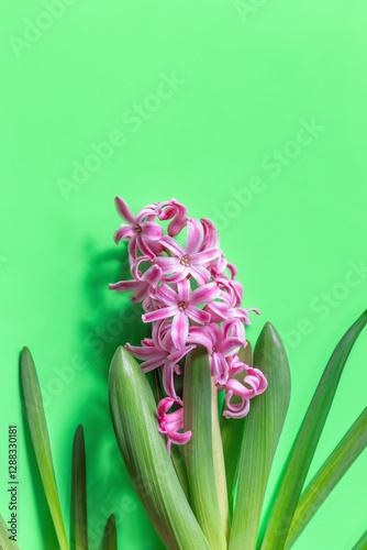 Pink  hyacinth on green paper background.