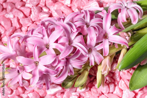 Pink  hyacinth on pink stone background. Spring flowers.