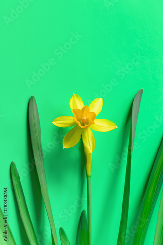 Yellow narcissus on green paper background. Spring flowers.