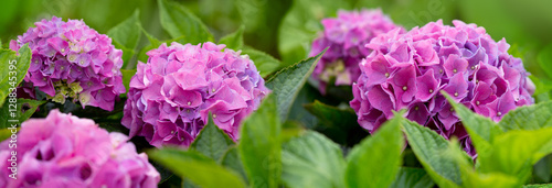Purple hydrangea flowers isolated on green.