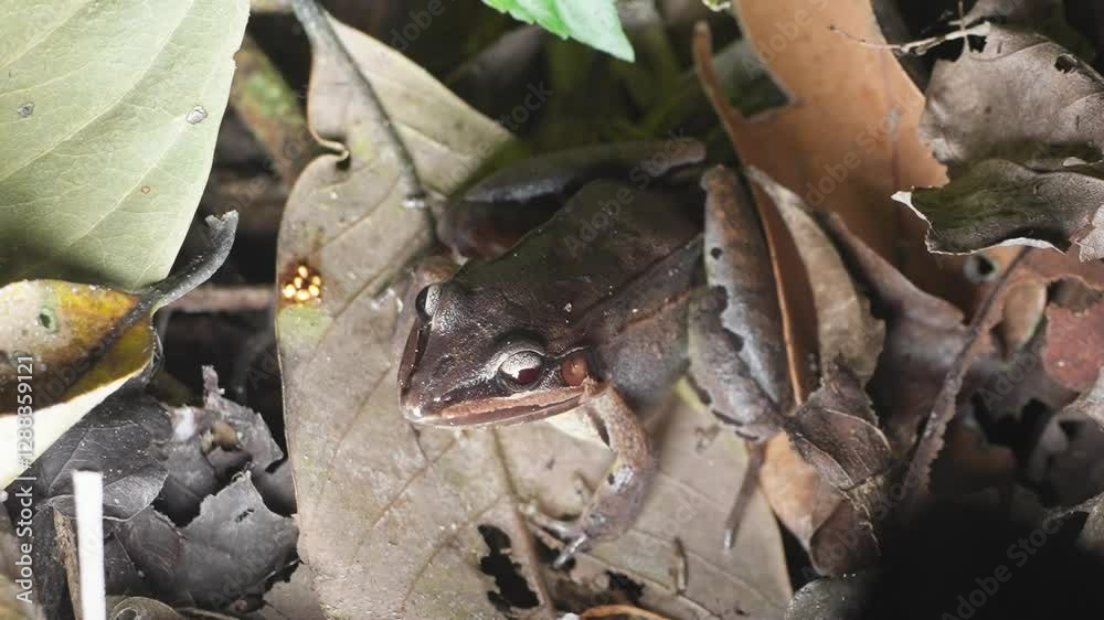 Frog resting on forest floor, blending with dry leaves in Peruvian Amazon rainforest Frog resting on forest floor, blending with dry leaves in Peruvian Amazon rainforest